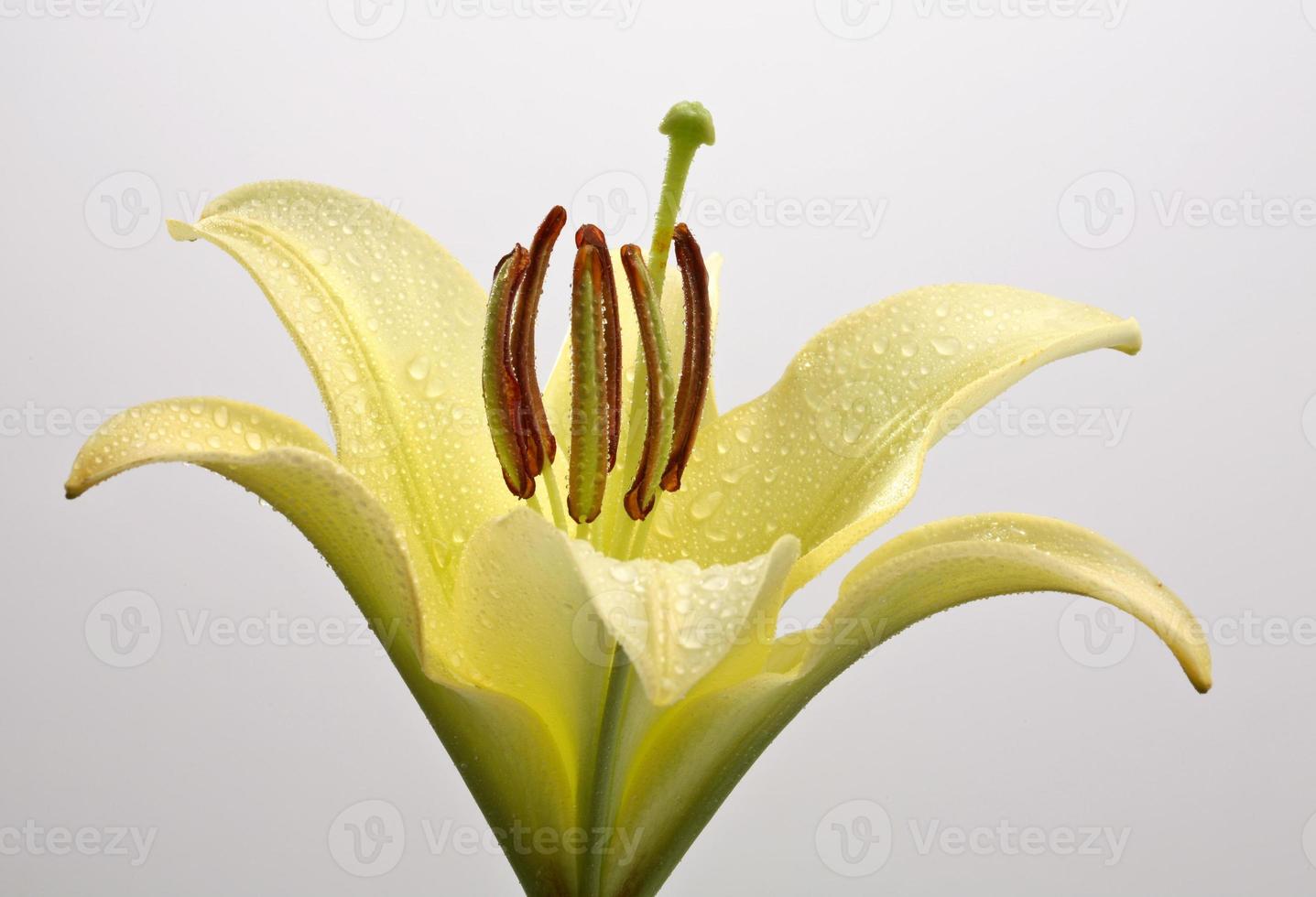 um lírio em plena floração na pitoresca saskatchewan foto