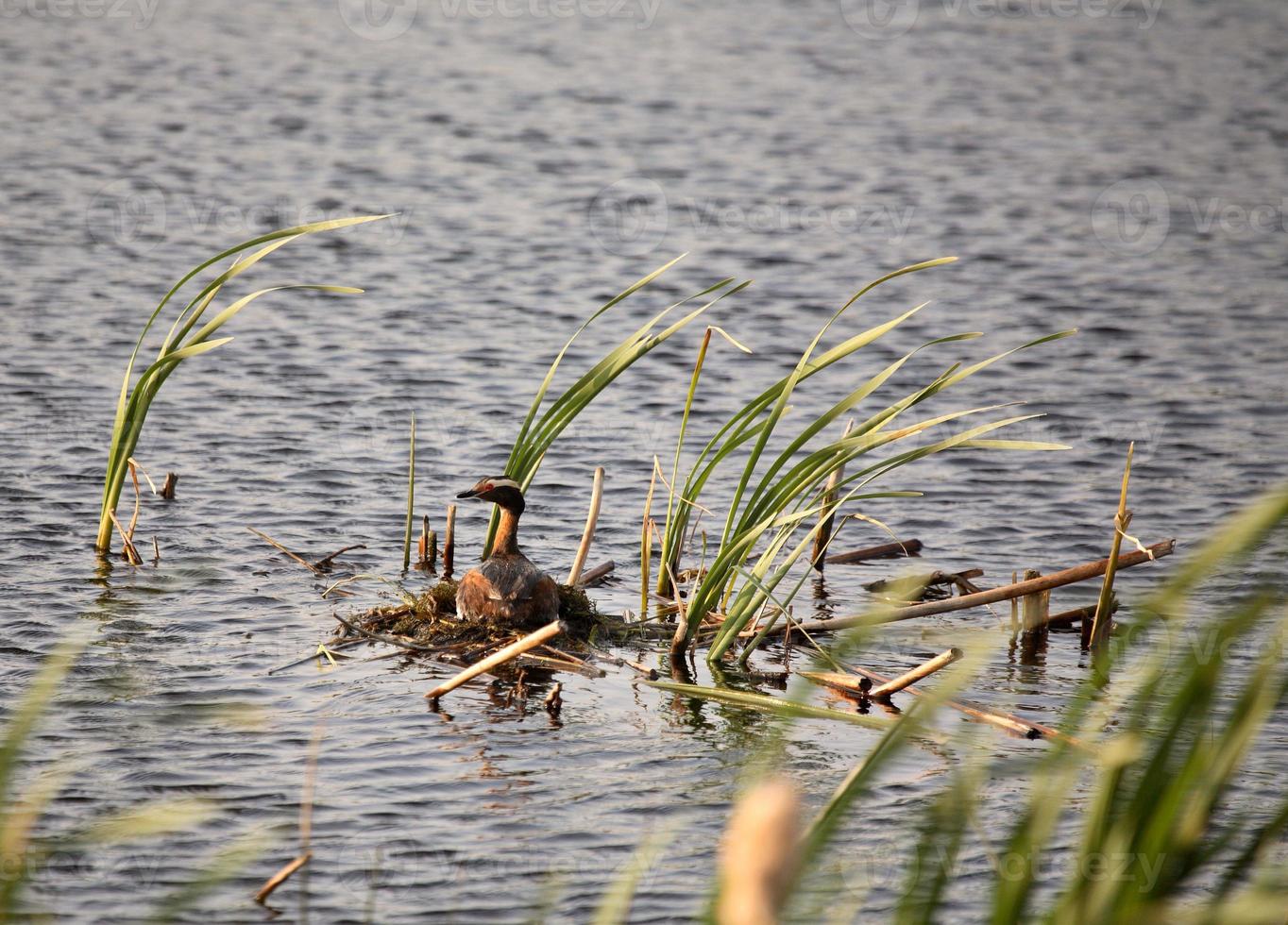 mergulhão com chifres no ninho na cênica saskatchewan foto