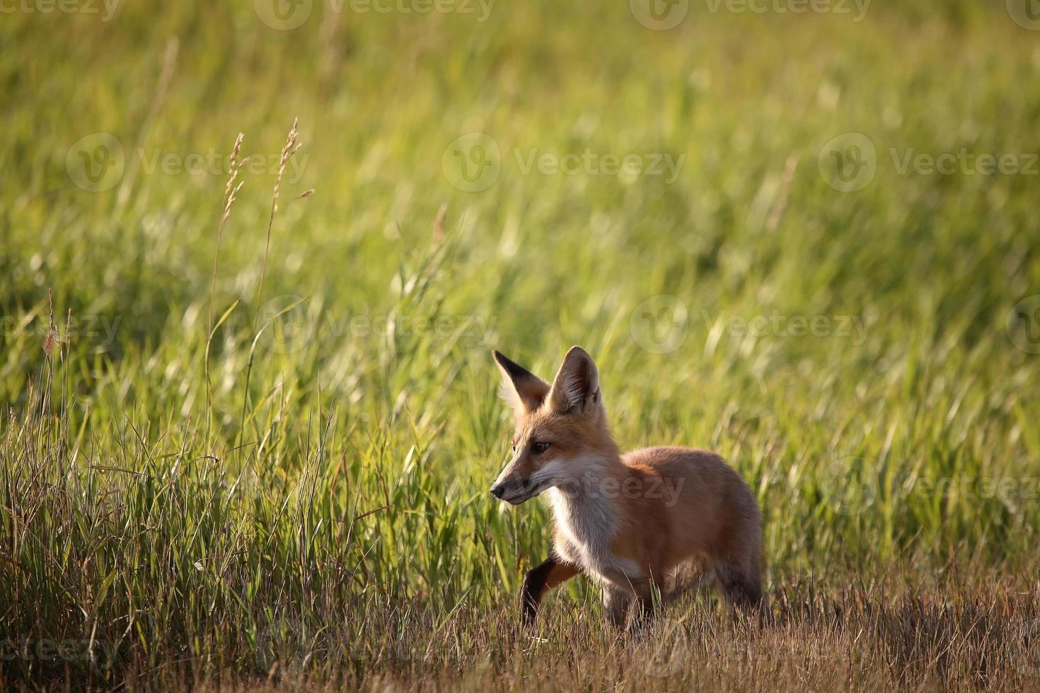 jovem raposa ao lado de uma estrada rural saskatchewan foto