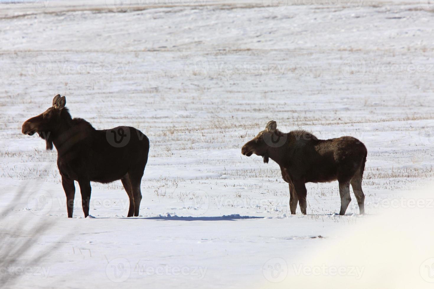 vaca alce e bezerro inverno canadá foto