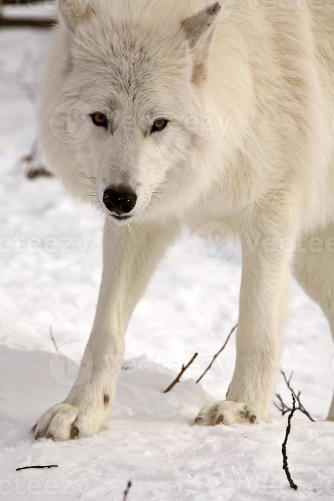 lobo ártico no inverno foto