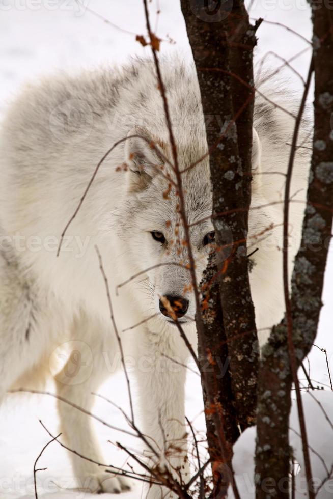 lobo ártico no inverno foto