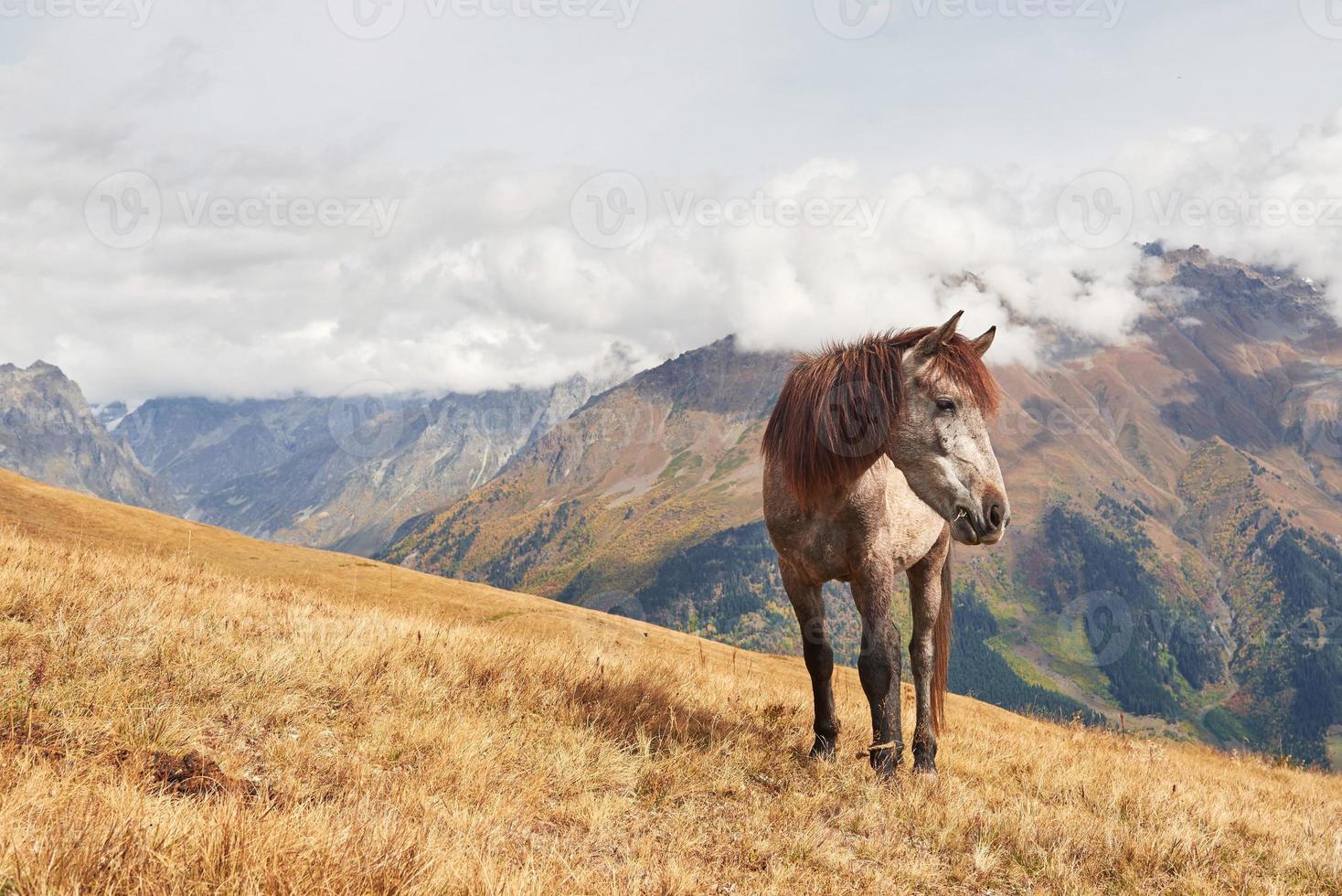 um cavalo baio e branco com uma longa crina loira foto