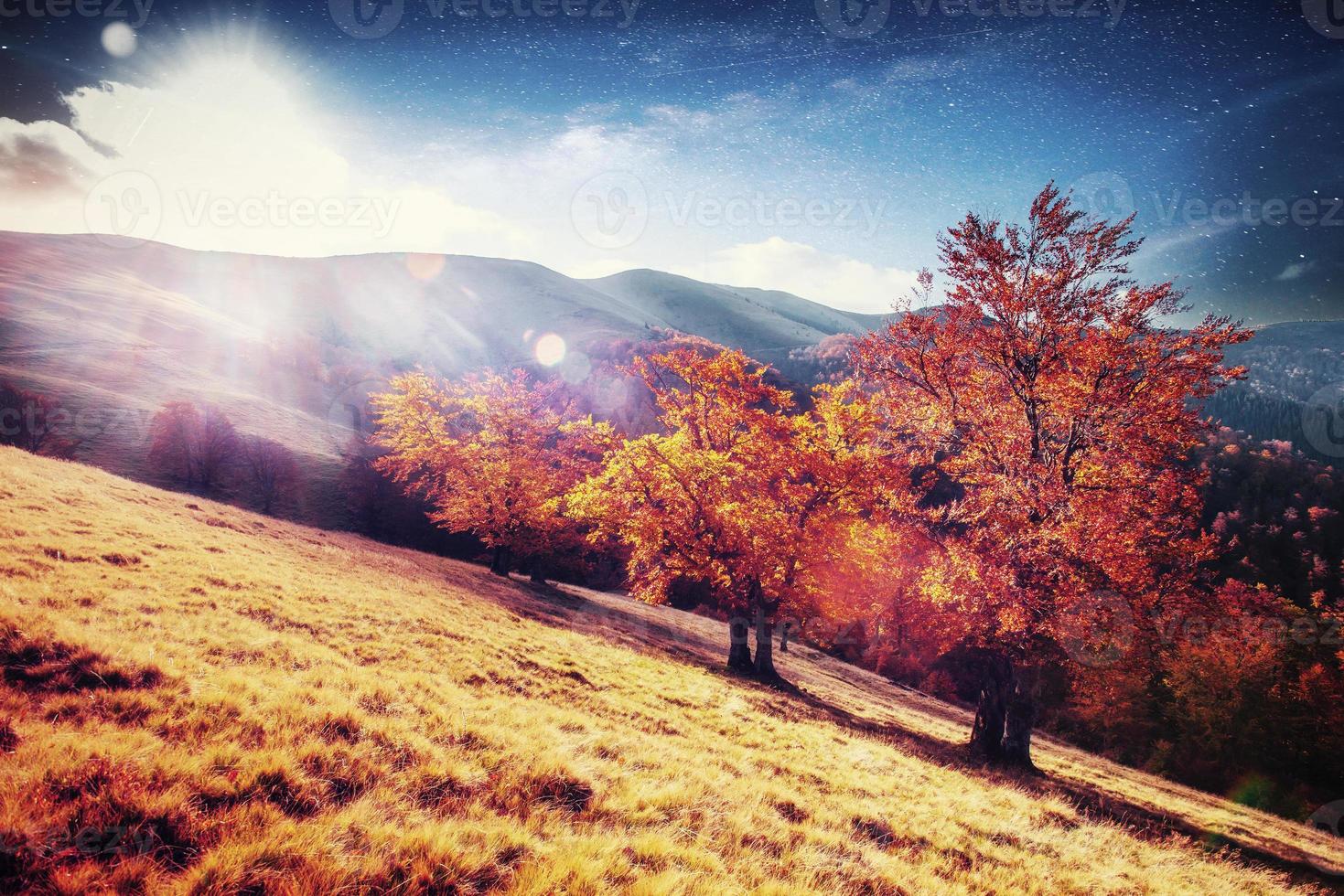 floresta de bétulas na tarde ensolarada durante a temporada de outono. paisagem de outono. Ucrânia. foto