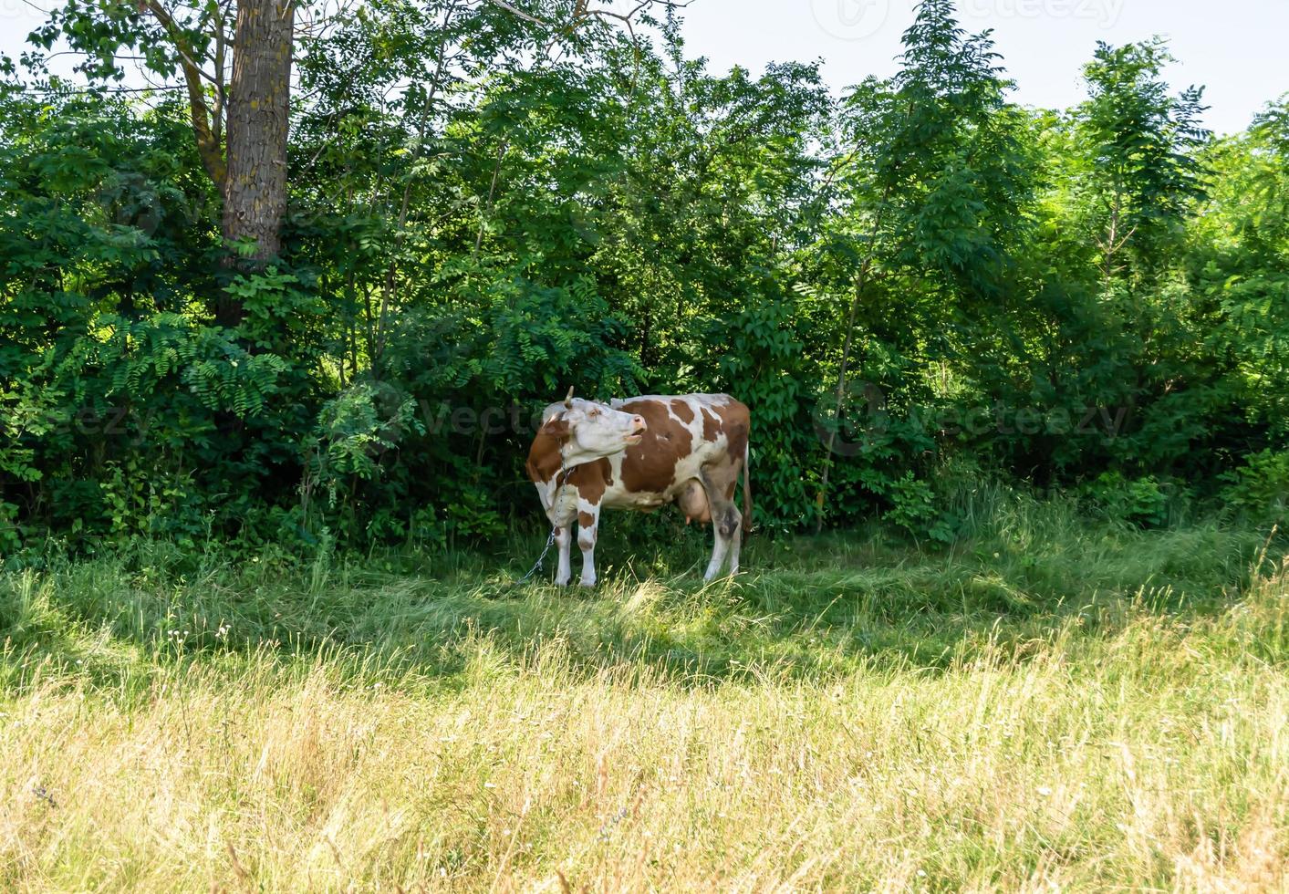 fotografia sobre o tema bela vaca leiteira grande foto