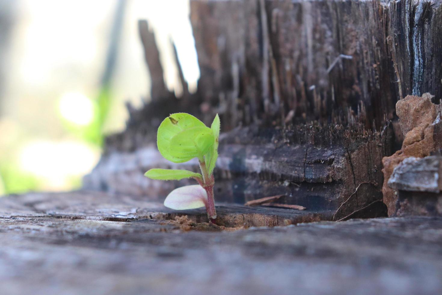 uma pequena árvore que cresce a partir de um talude de árvore que foi cortado foto