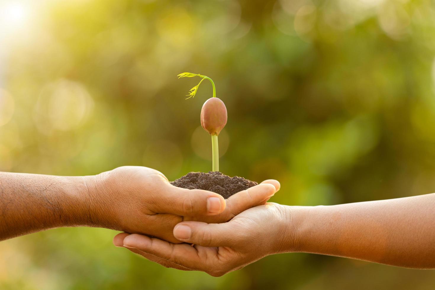 mão de duas pessoas segurando a árvore no solo na luz solar ao ar livre e fundo verde borrão. plantar a árvore, salvar o mundo ou o conceito de crescimento e meio ambiente foto