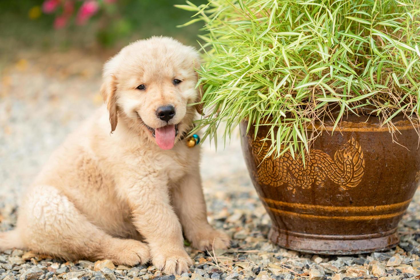 filhote de cachorro fofo golden retriever comendo pequenas plantas de bambu ou thyrsostachys siamensis aposta em vaso de jardim foto