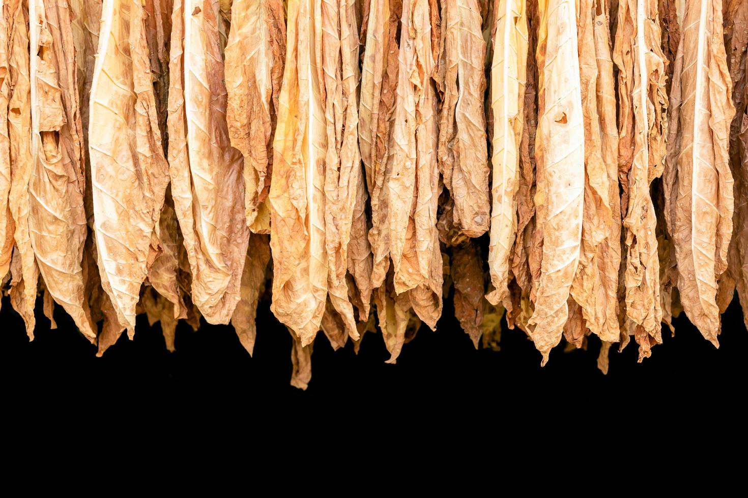 folha de tabaco seca pendurada no bambu no galpão ao ar livre foto