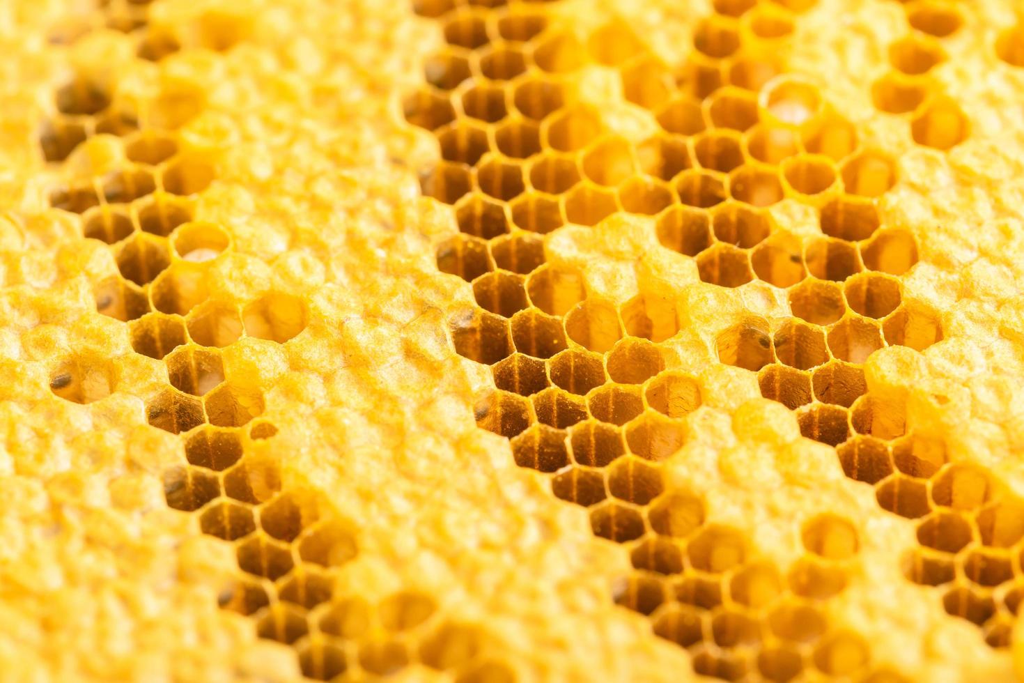 grupo de abelhas em sessão de estúdio de favo de mel. conceito de comida ou natureza foto