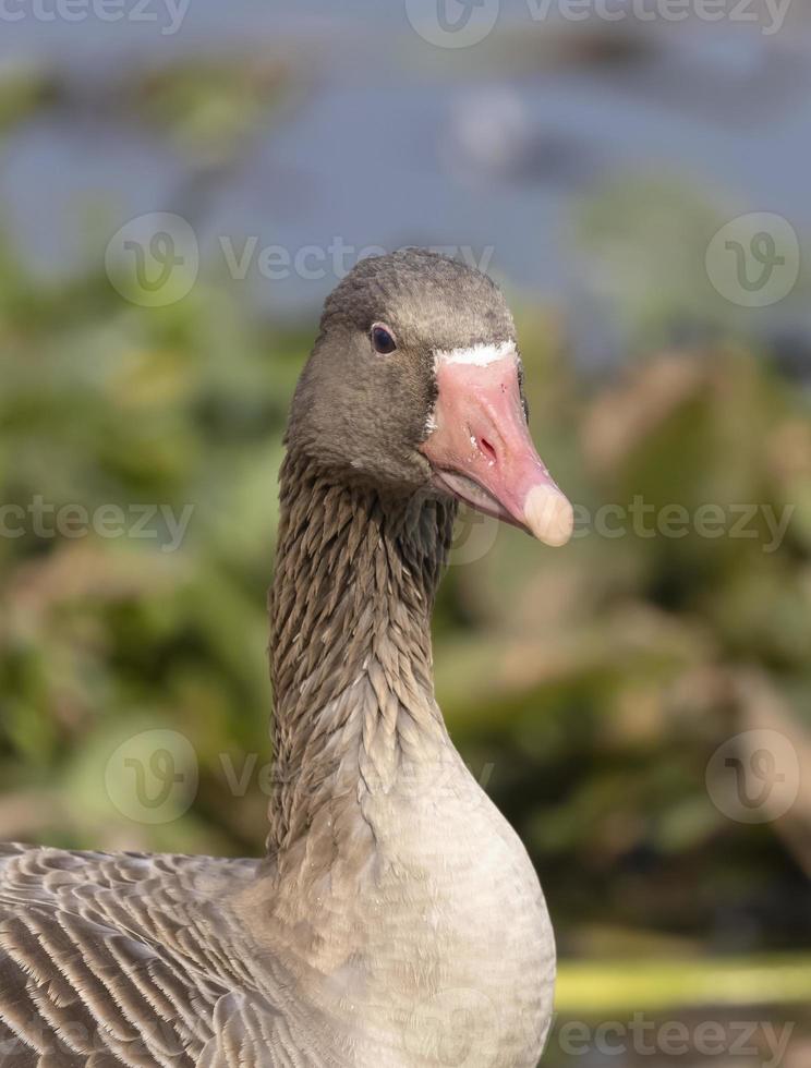 pato de ganso greylag ou anser anser empoleirar-se na grama perto do corpo de água. foto