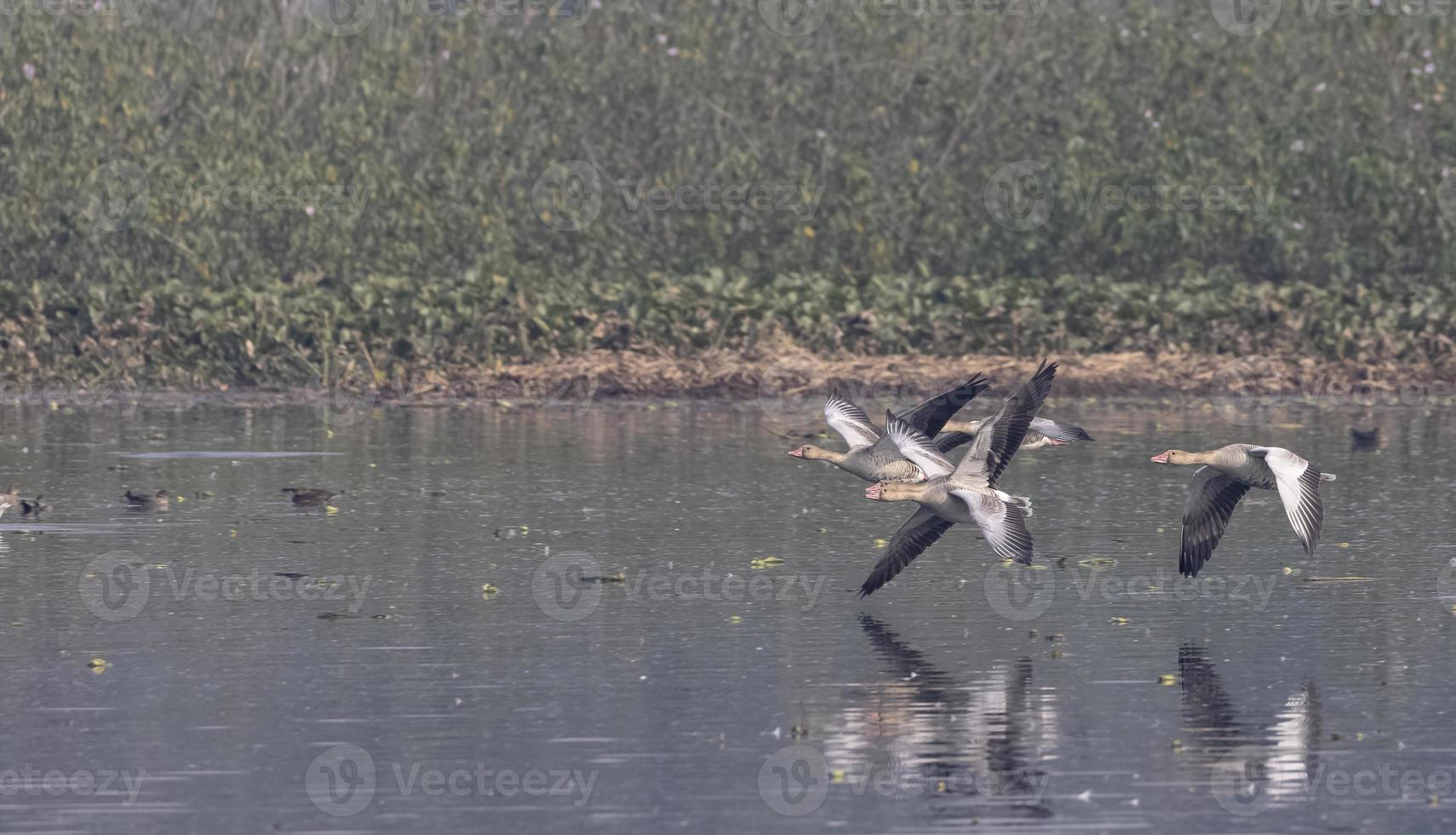 pato de ganso greylag em voo sobre o corpo de água. foto