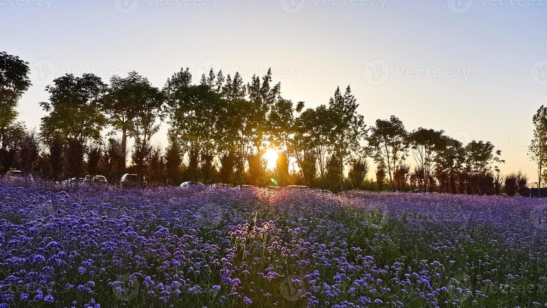 lavanda roxa, sol, pôr do sol, romântico foto