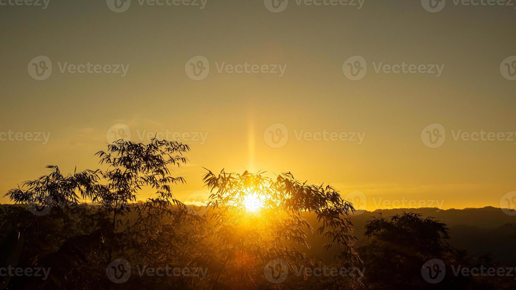 silhueta de árvores de bambu durante o pôr do sol foto
