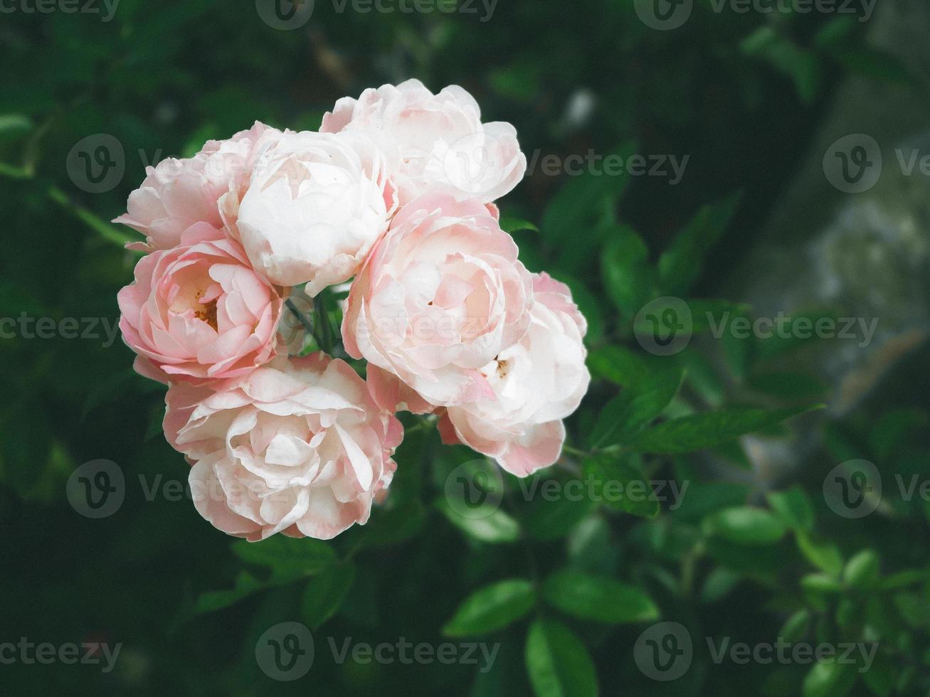 linda rosa no jardim foto
