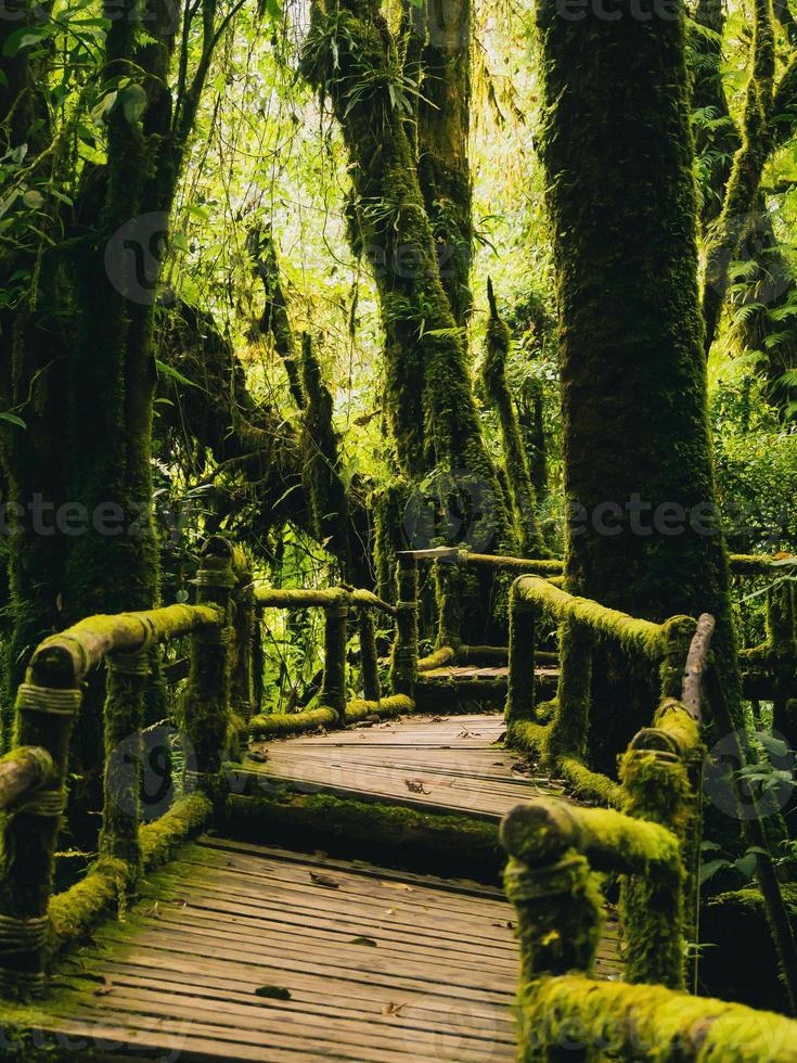 floresta tropical no parque nacional doi inthanon, tailândia foto