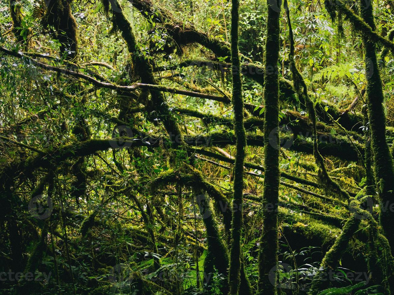 floresta tropical no parque nacional doi inthanon, tailândia foto