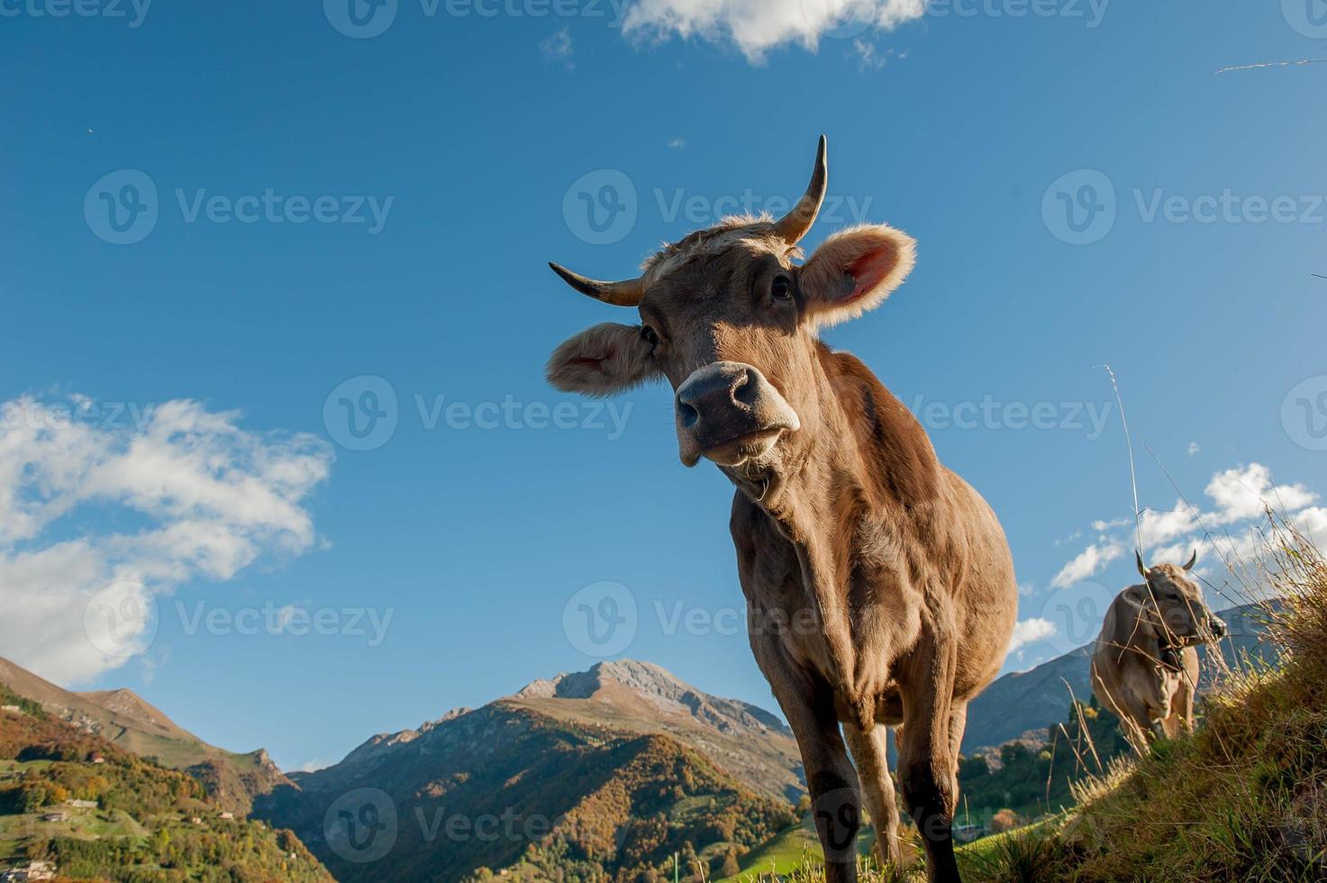 vacas com bezerros pastando foto