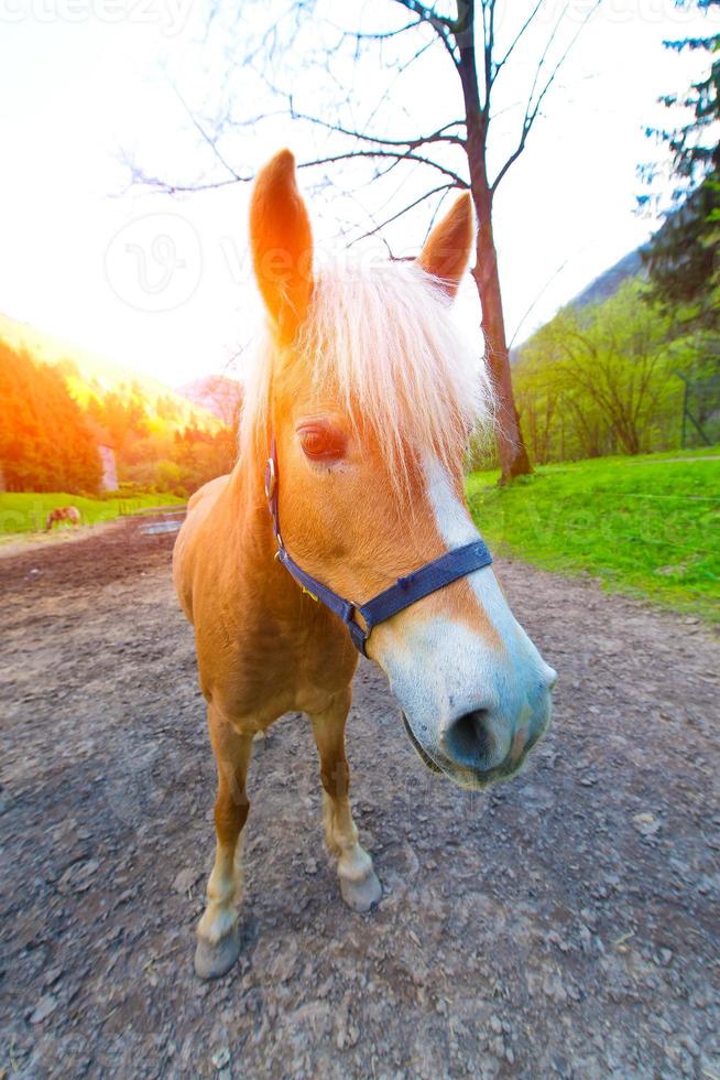 cavalo marrom engraçado com focinho em primeiro plano. foto