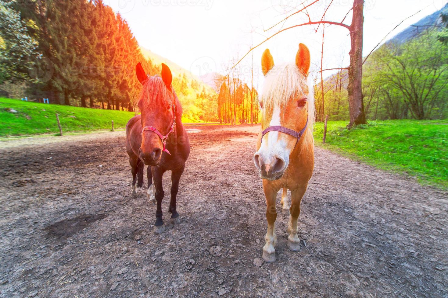 dois belos cavalos no meio de uma estrada de terra. foto