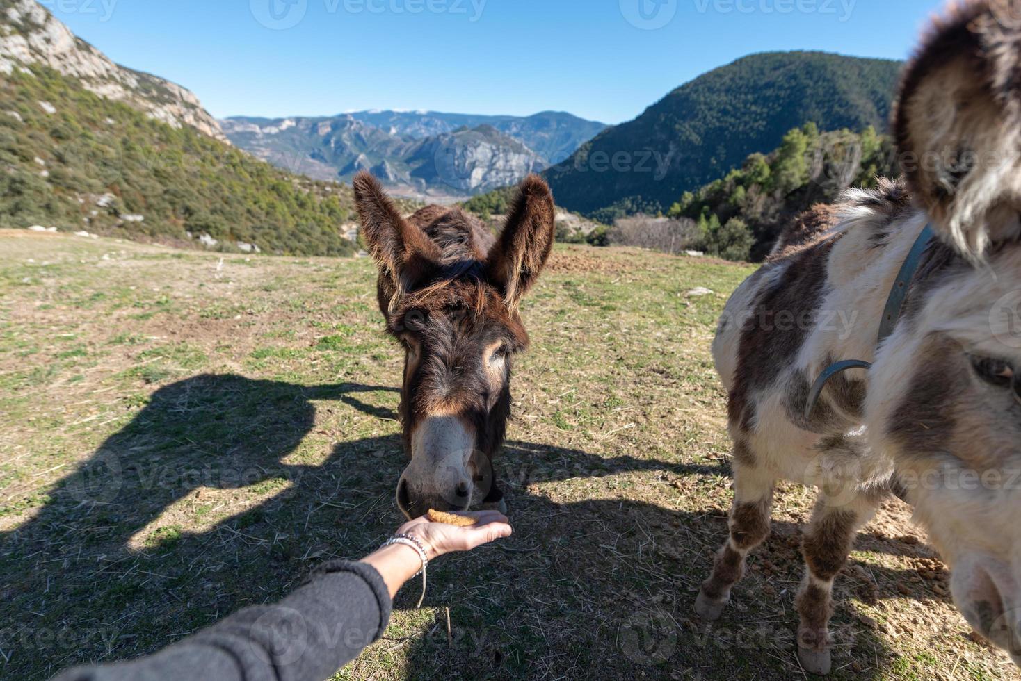 burros catalães nos pireneus na espanha foto