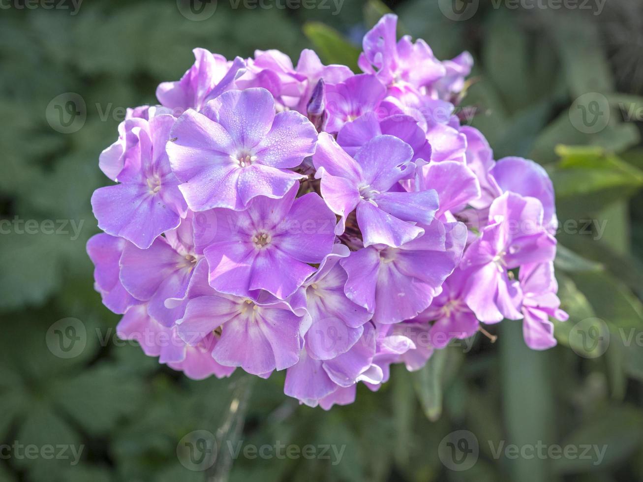 linda flor de flox de jardim rosa em plena floração foto