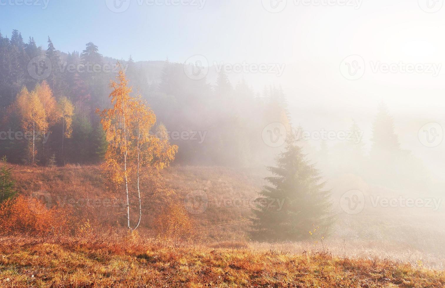 neblina de outono e o belo sol da manhã em uma paisagem foto