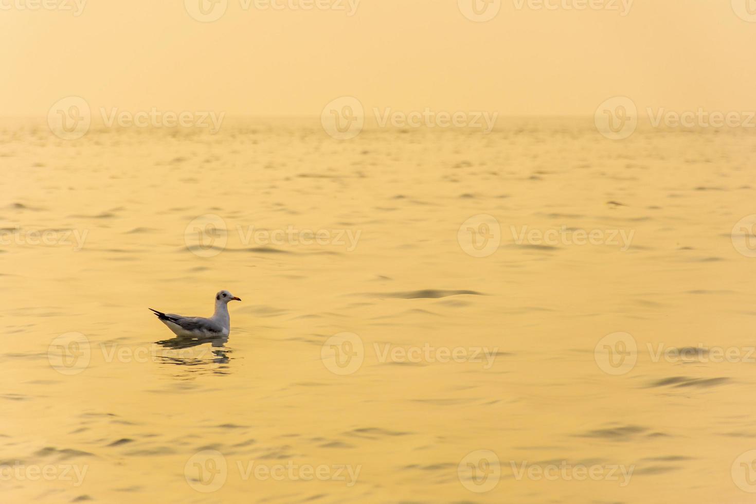 gaivota, larus spp, no mar na hora dourada do pôr do sol foto