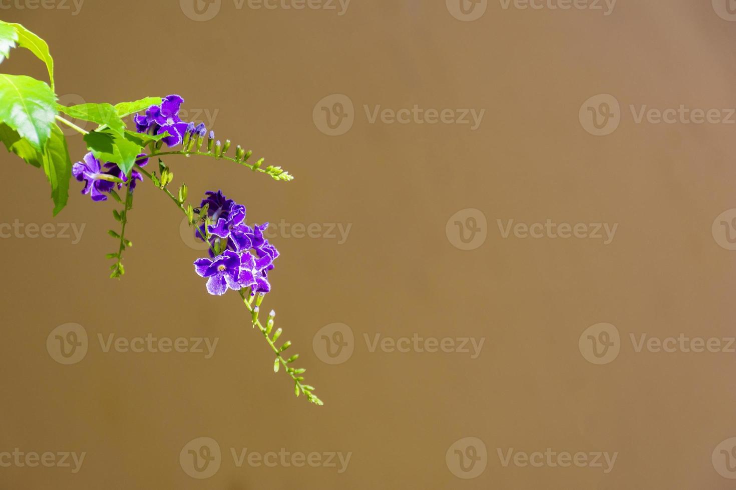 flor roxa, arbusto de borboletas, buddleia davidii, em uma parede de fundo laranja cinza foto