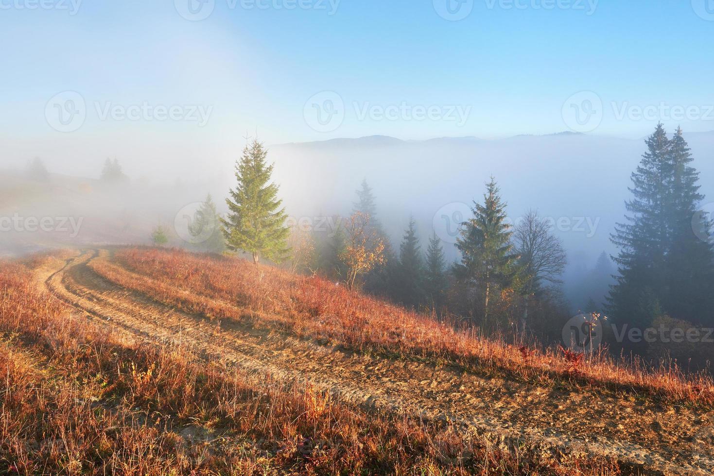 nascer do sol de fadas na paisagem da floresta de montanha pela manhã. o nevoeiro sobre o majestoso pinhal. Cárpatos, Ucrânia, Europa. mundo da beleza foto