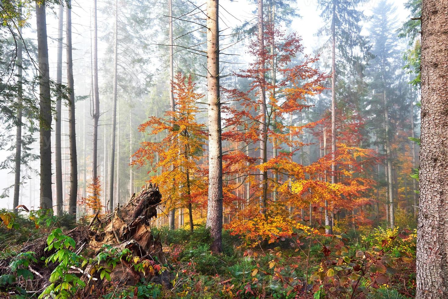 bela manhã na floresta de outono enevoada com majestosas árvores coloridas foto