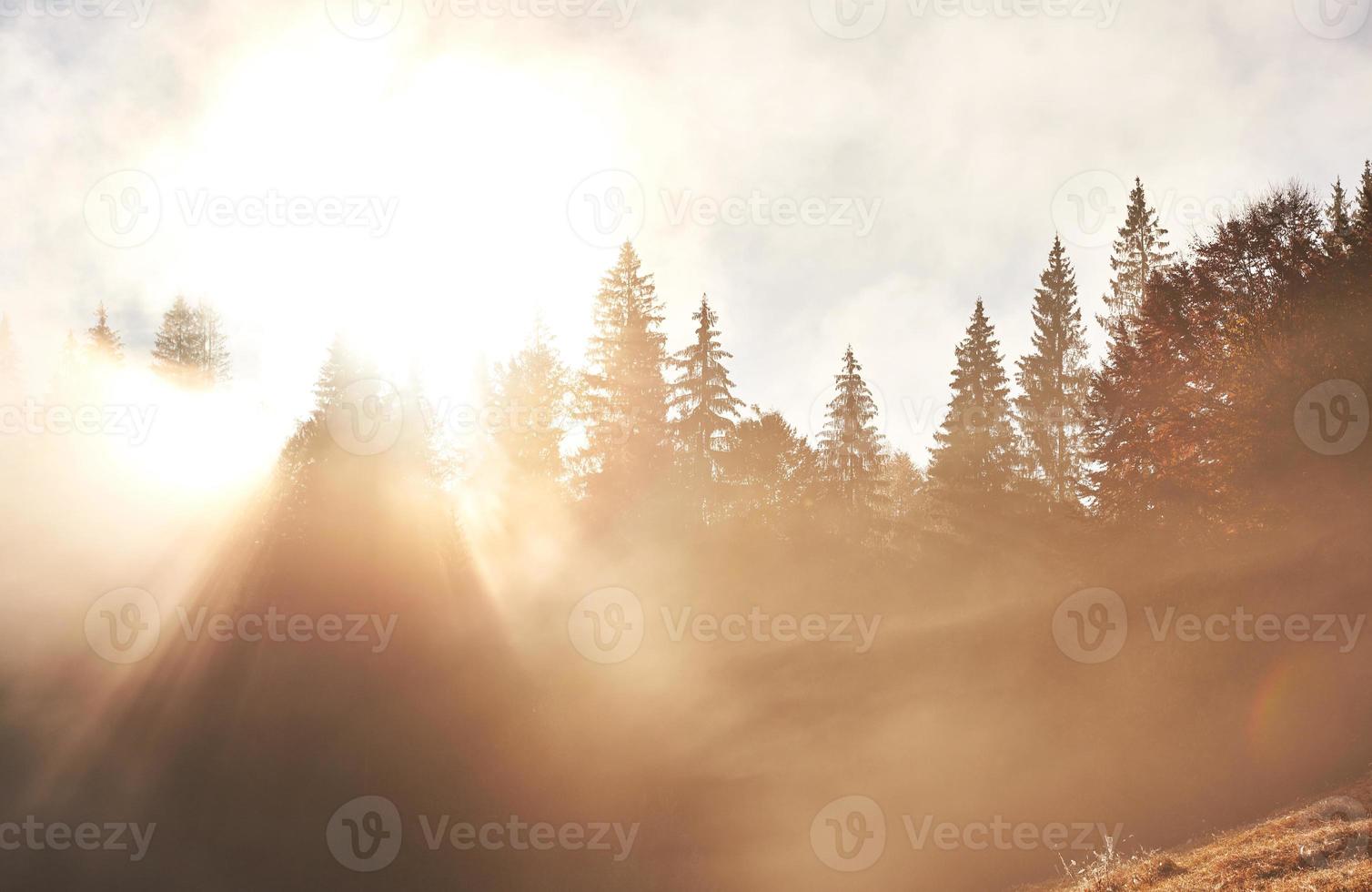 nascer do sol de fadas na paisagem da floresta de montanha pela manhã. o nevoeiro sobre o majestoso pinhal. Cárpatos, Ucrânia, Europa. mundo da beleza foto