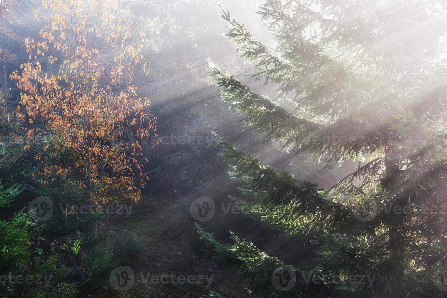 bela névoa da manhã e raios de sol na floresta de pinheiros de outono foto