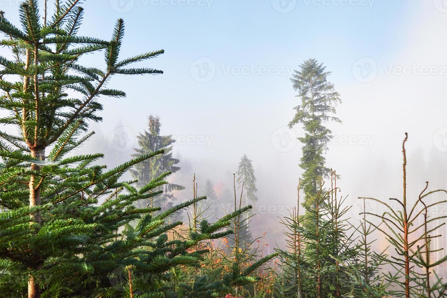 floresta de faias enevoadas na encosta da montanha em uma reserva natural foto