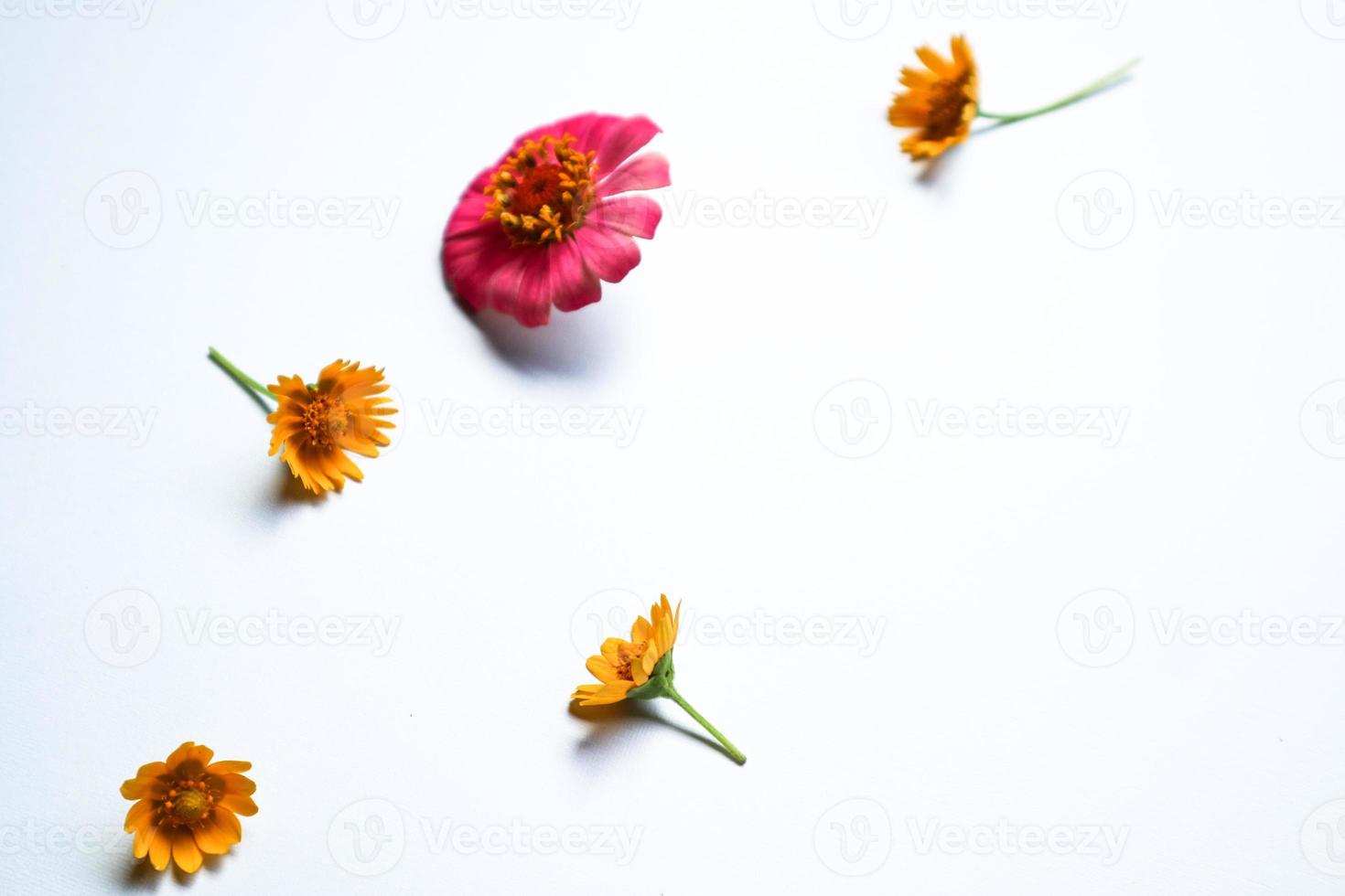 bela composição de flor de zínia em fundo branco isolado. postura plana, vista superior, cópia plana de natureza morta. foto