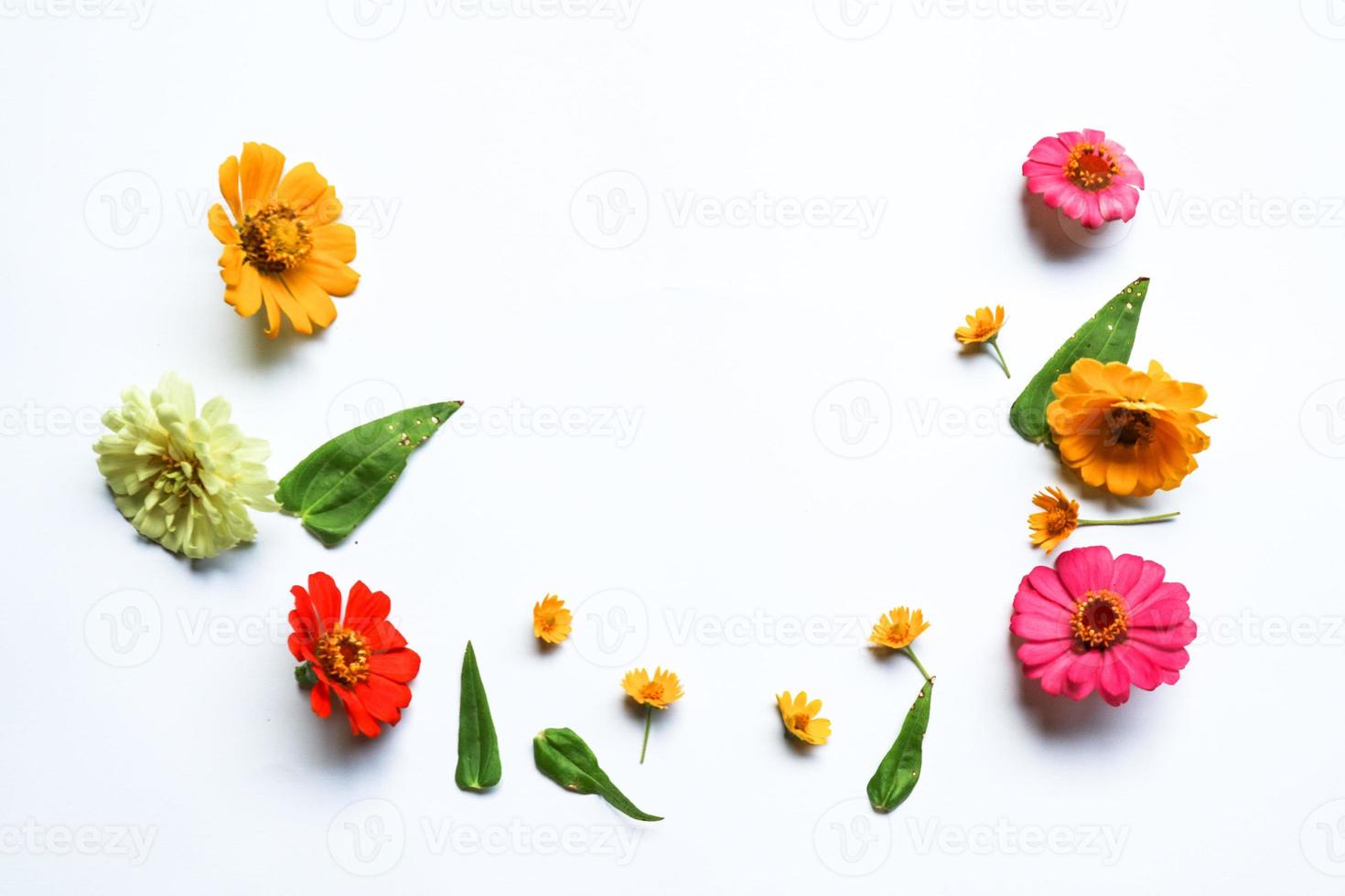 bela composição de flor de zínia em fundo branco isolado. postura plana,  vista superior, cópia plana de natureza morta. 6356363 Foto de stock no  Vecteezy