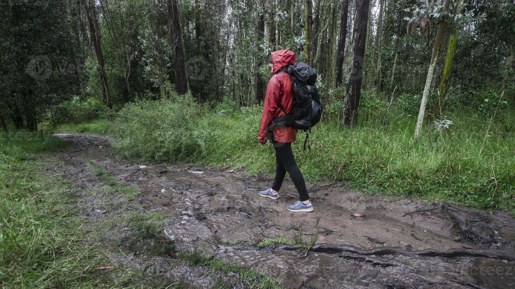 mulher hispânica com mochila preta e jaqueta impermeável vermelha andando em uma trilha lamacenta por uma floresta durante o dia foto