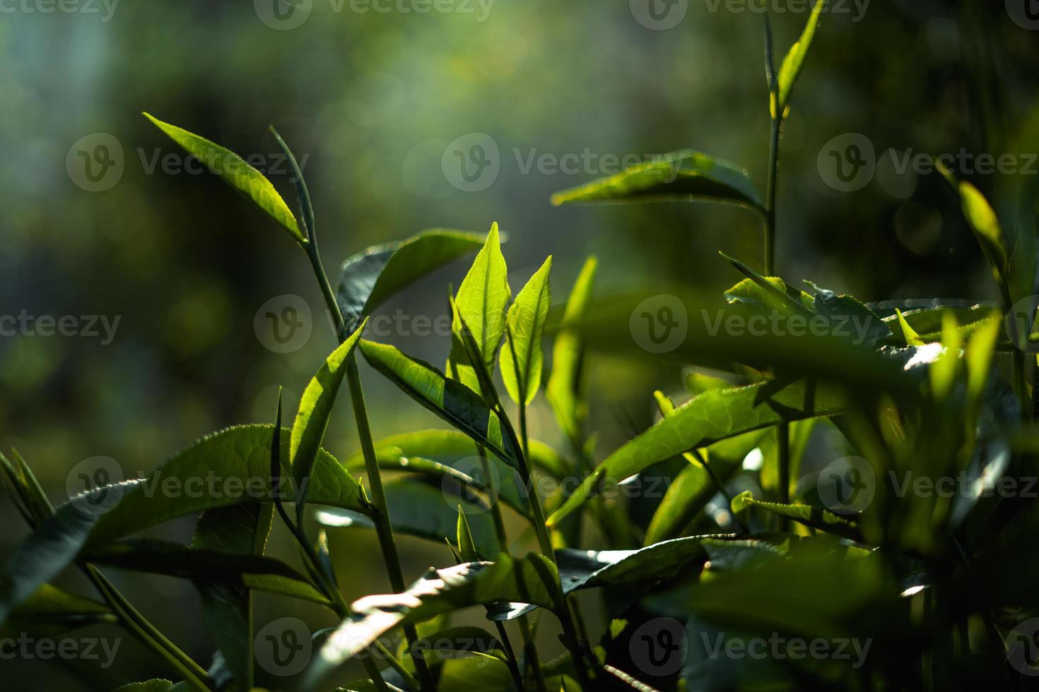 folhas de chá verde na natureza luz da noite foto