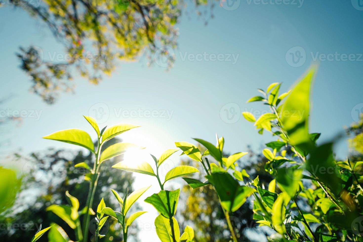 folhas de chá verde na natureza luz da noite foto