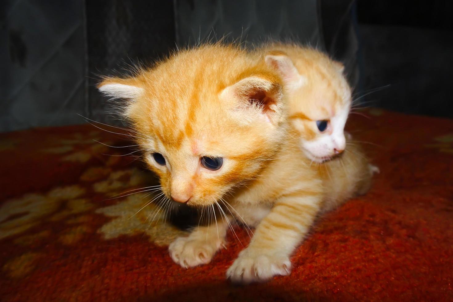 closeup de gatinho gengibre. dois gatinhos fofos de gengibre foto