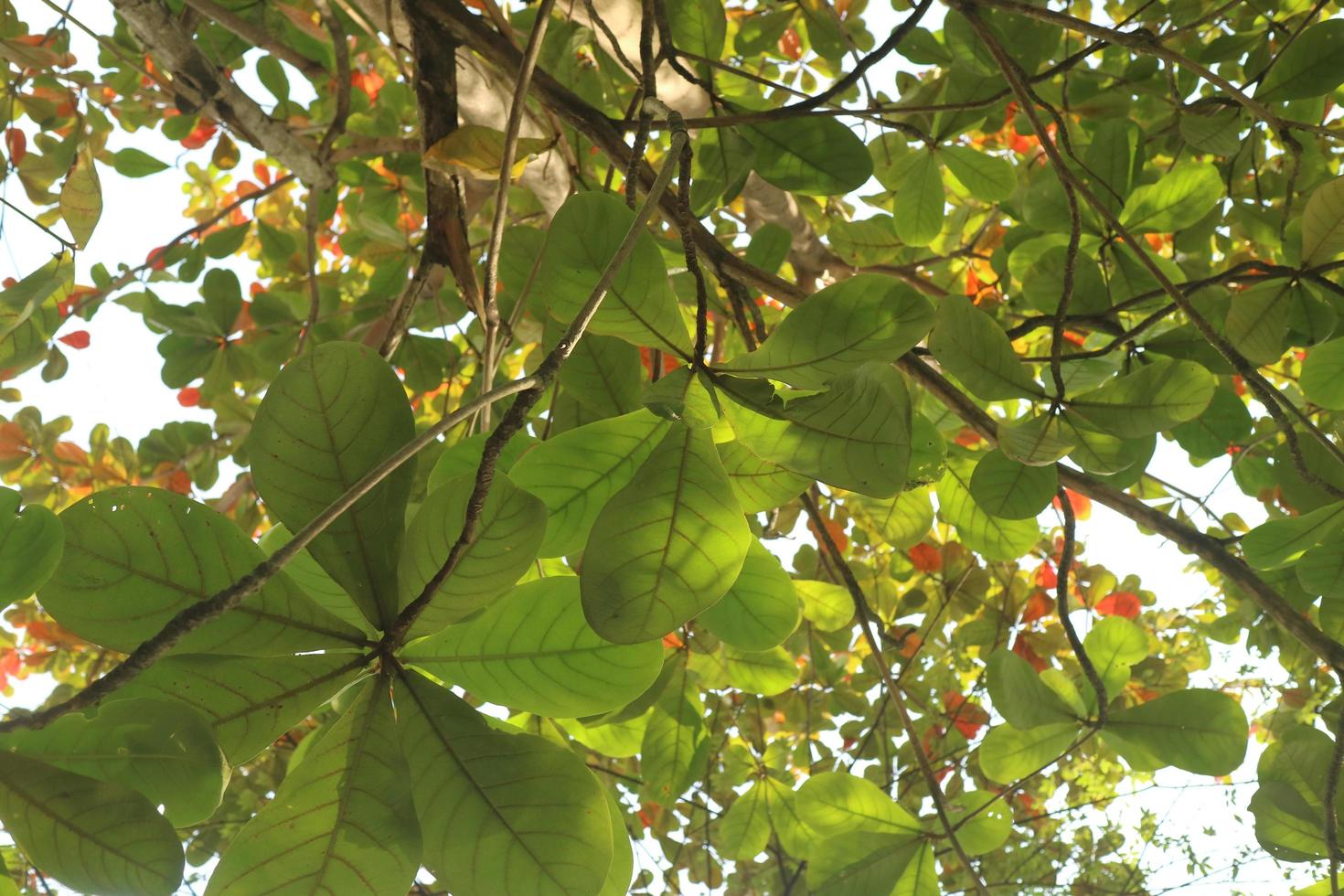 árvore ketapan verde e exuberante foto