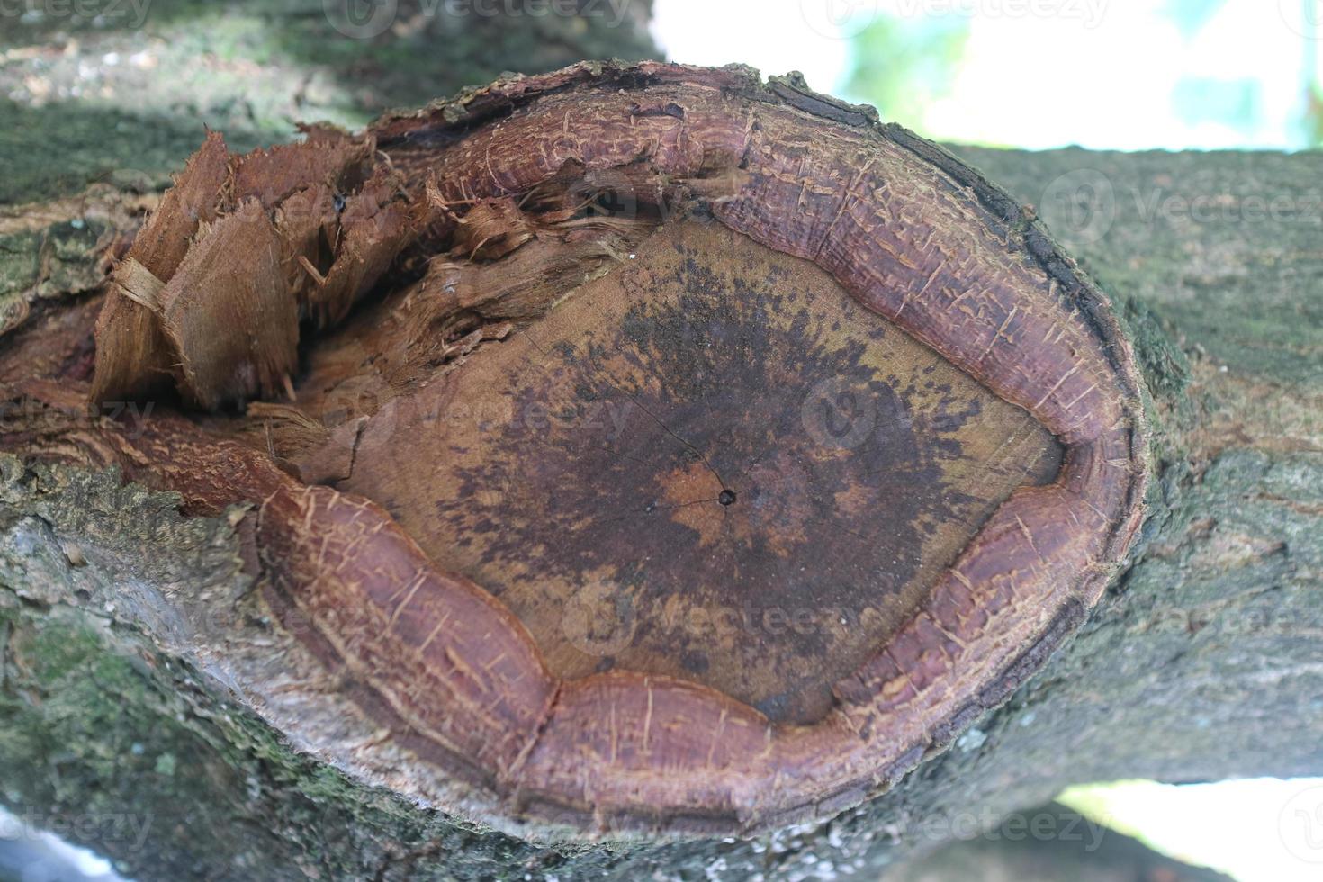 o antigo tronco de árvore ketapang foto