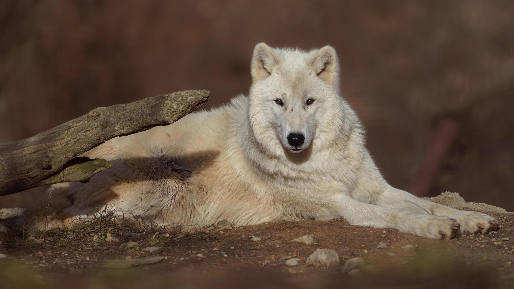 lobo ártico no sol foto