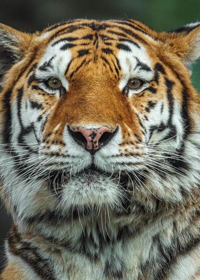tigre siberiano no zoológico foto
