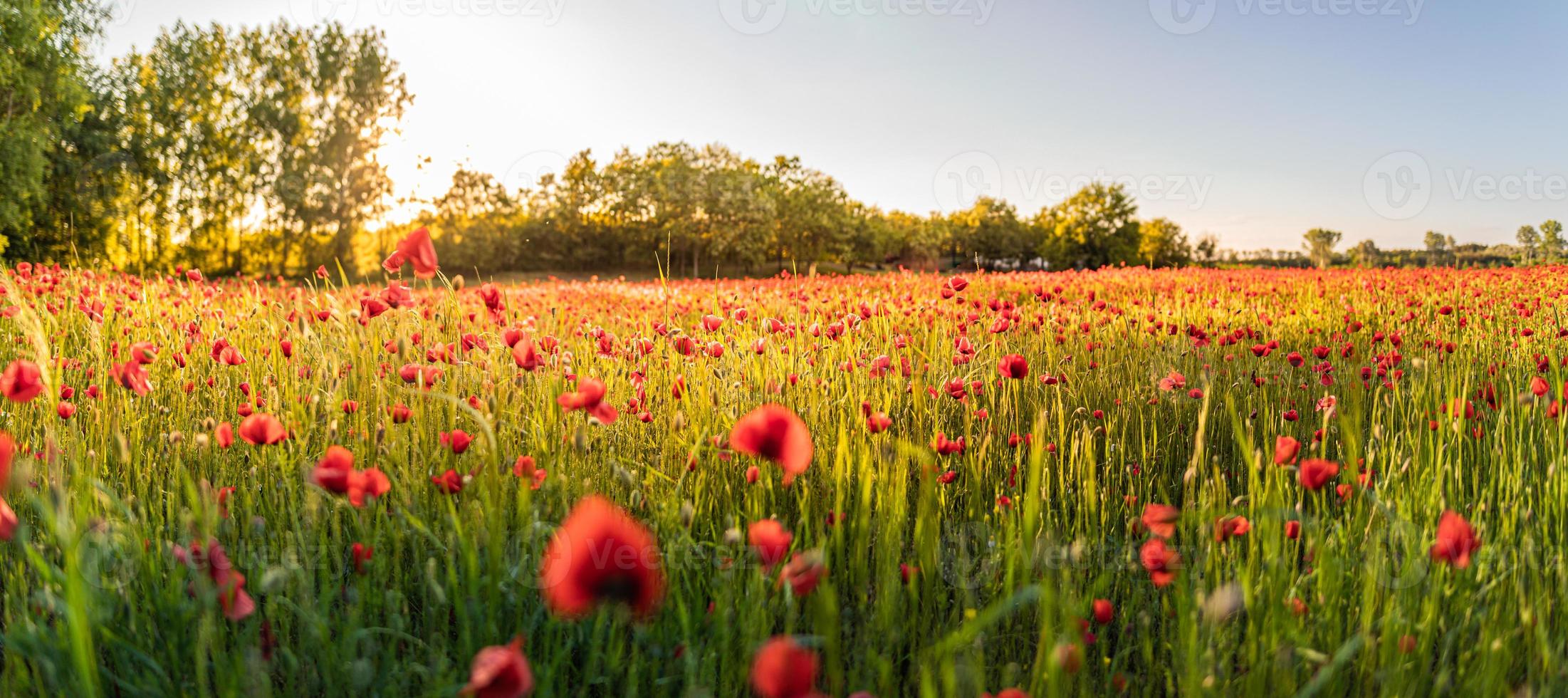 campo de papoulas closeup ao pôr do sol. incrível pôr do sol relaxante sobre um prado de panorama de papoulas vermelhas florescendo, campo de floresta turva. natureza cênica, cores pastel foto