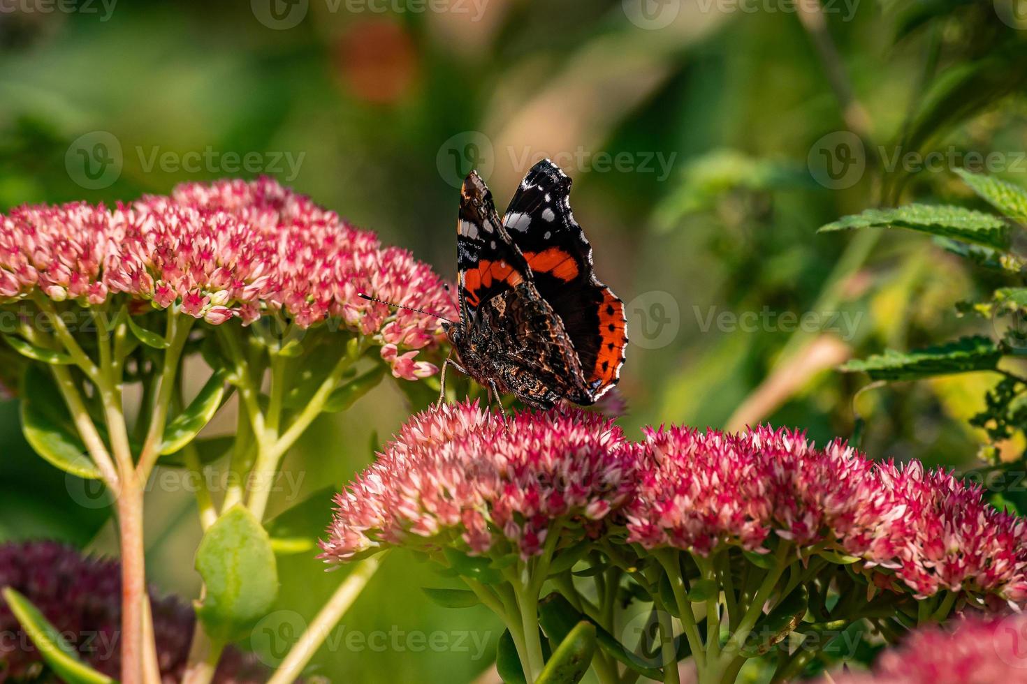 borboleta sentada em uma flor vermelha foto