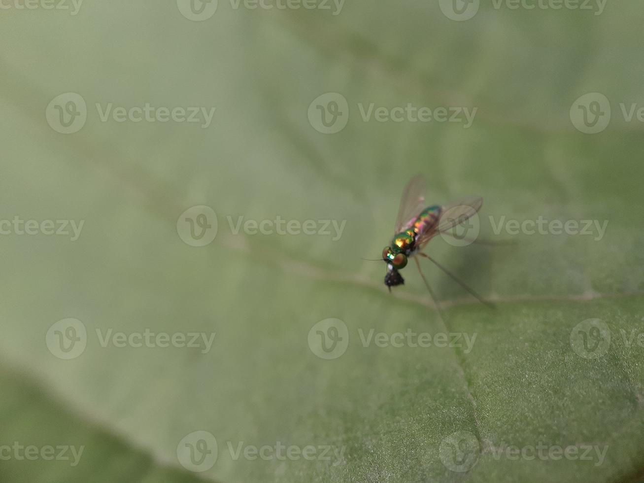 inseto na folha verde foto