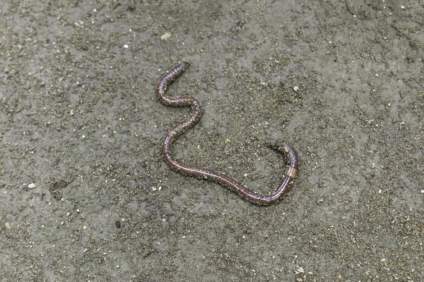 close-up de minhoca em uma terra fresca molhada, anéis visíveis no corpo de um verme foto