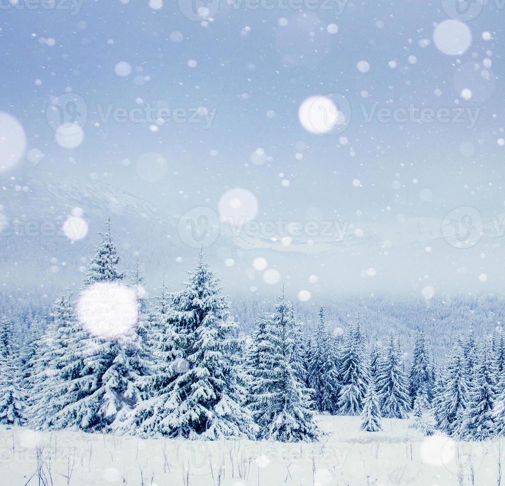 árvore de inverno na neve. Cárpatos, Ucrânia, Europa. efeito de luz bokeh, filtro suave. foto