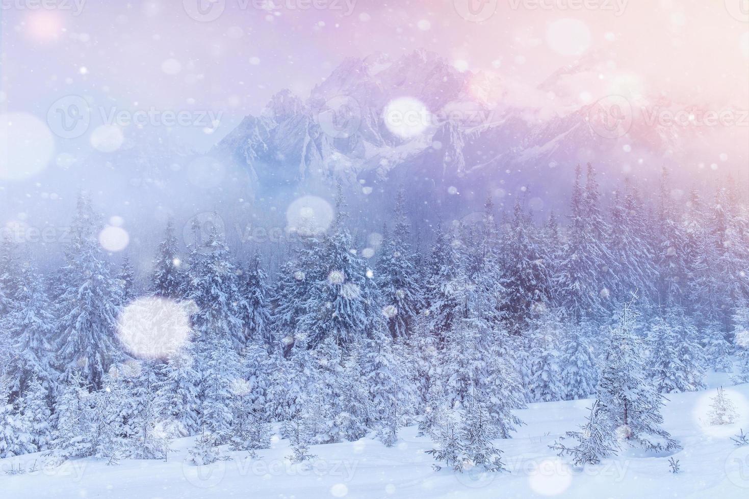 misteriosa paisagem de inverno majestosas montanhas no inverno. árvore mágica coberta de neve de inverno. cartão de foto. efeito de luz bokeh, filtro suave. cárpato. Ucrânia. foto